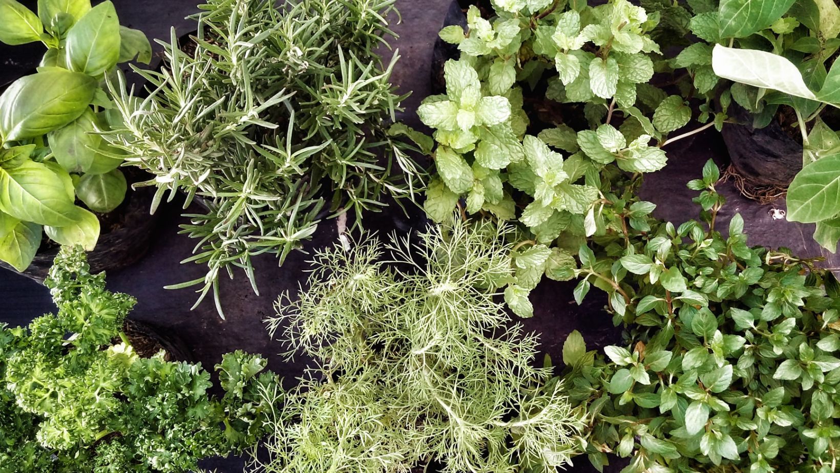You are currently viewing The Ultimate Herbalism Guide: Unlock Nature’s Healing for Wellness and Balance